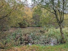 Pond full of wildlife