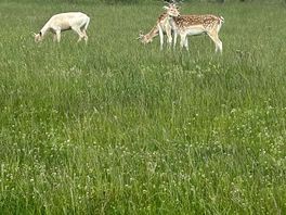 Beautiful animals