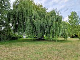 😲 this picture does not nearly show off how beautiful these willow trees were. absolutely stunning!