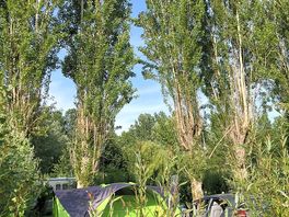 Poplar camping