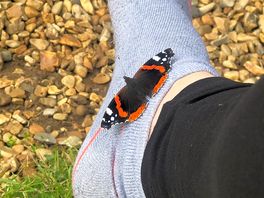 Friendly butterflies 😊