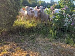 Locals