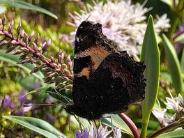 Butterfly at stellas kitchen
