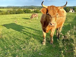 Farm's cows