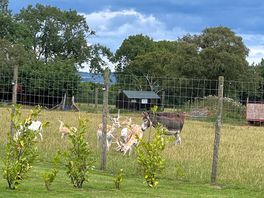 Deers and donkeys