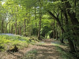 Bluebell woods