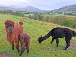The neighbours