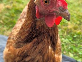 Chicken
