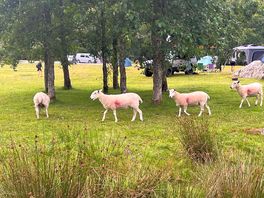 Sheep!