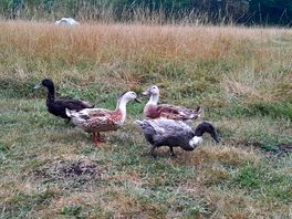 More ducks