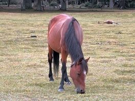 Pregnant mare