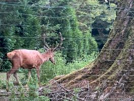 Deer and stag in the grounds