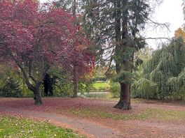 Autumn leaf heaven