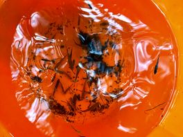 Catch the fishes
