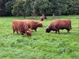 Some highland coos
