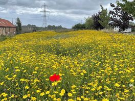 Wildflowers meadow