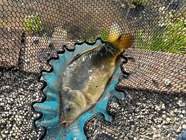 New carp stock