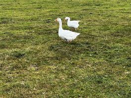 Geese on the farm