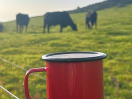Morning cuppa