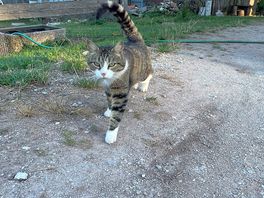 Cats
