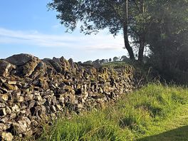 Plenty of fields full of cute sheep