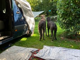 Die deerhounds beobachten das treiben auf dem gelände