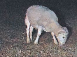 Sheep