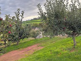 Orchard view from the van