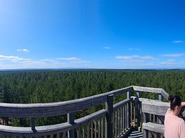 Culbin forest
