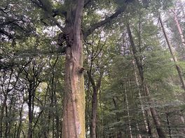 Woodland walk