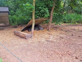Doris and pixie special pigs