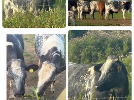 Lovely cows!