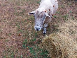 Friendly local sheep