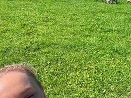 Sheep field