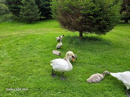 Swan