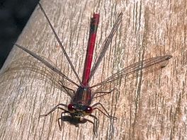 A beautiful damselfly at the campsite