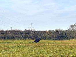 Owners dog off lead and fouling. wasnt picked up.
