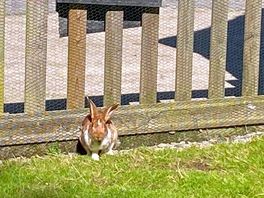 Pet rabbits.