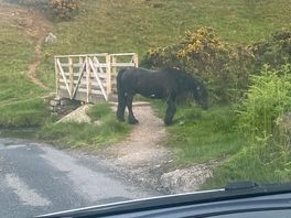 Wild horse