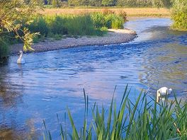 Swans on the river frome