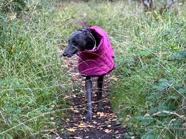 The woodland walk