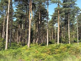 Forest photo on our walk