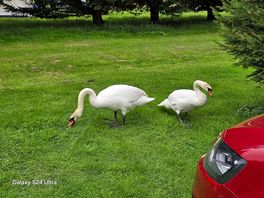 More swans