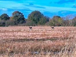 Visits from a family of deer both days