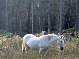 Beautiful ponies!