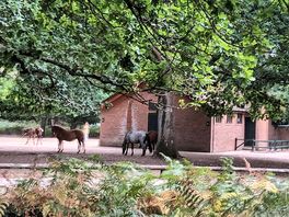 Ponies