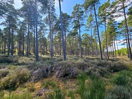 Culbin forest