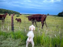 Our dog meeting the cows!