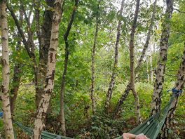 And the hammock