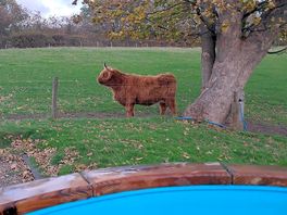 Visiting cow from the hot tub